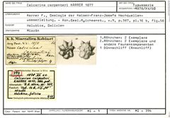 Karteikarte zum Syntyp von Calcarina carpenteri Karrer, 1877